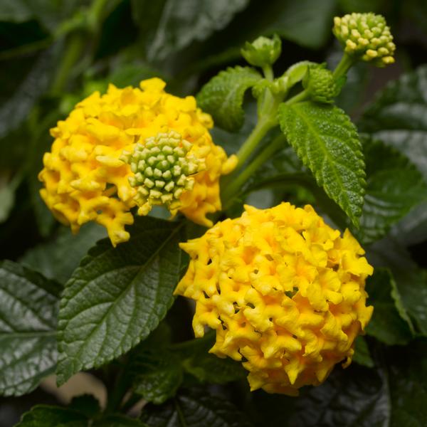 Lantana Lantana Bandana Landscape Yellow from American Farms