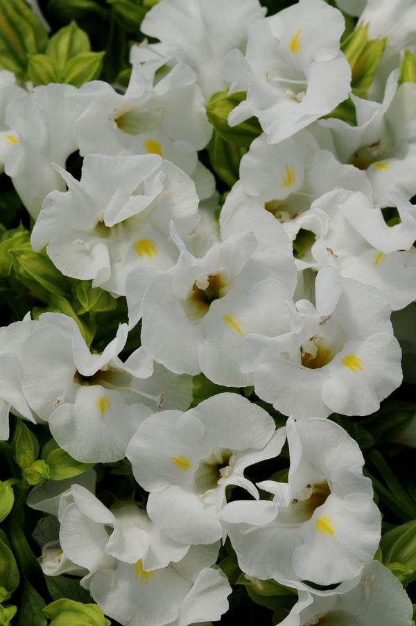 Wishbone Flower Torenia Kauai White from American Farms