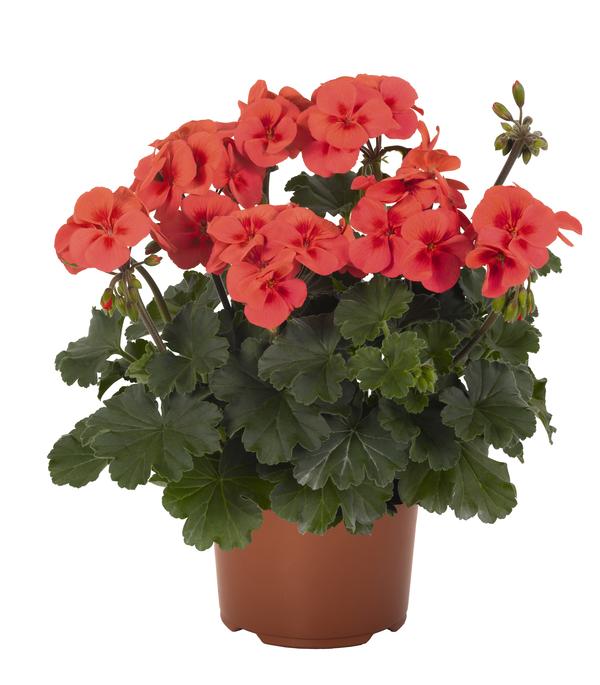 Geranium Geranium (Pelargonium) Sarita Wild Salmon from American Farms
