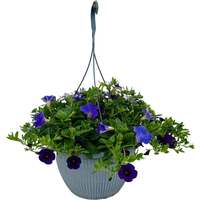 Calibrachoa, Petunia & Verbena Combination Garden Combination Confetti