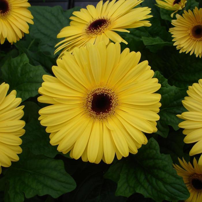 Gerbera Daisy Gerbera Daisy Revolution Mega Yellow from American Farms