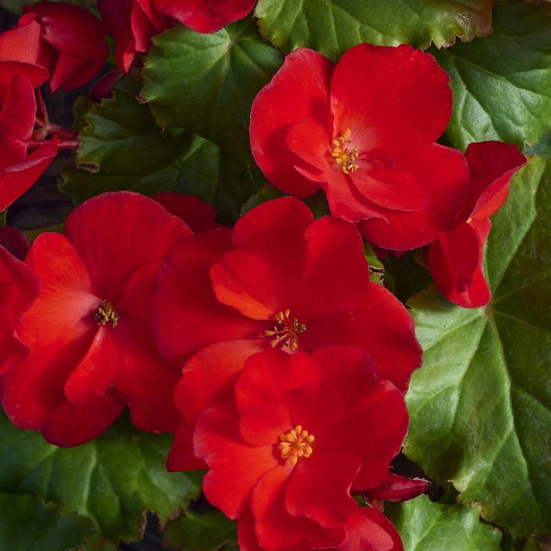 Begonia Rieger Begonia Rieger Dreamsgarden Macarouge from American Farms