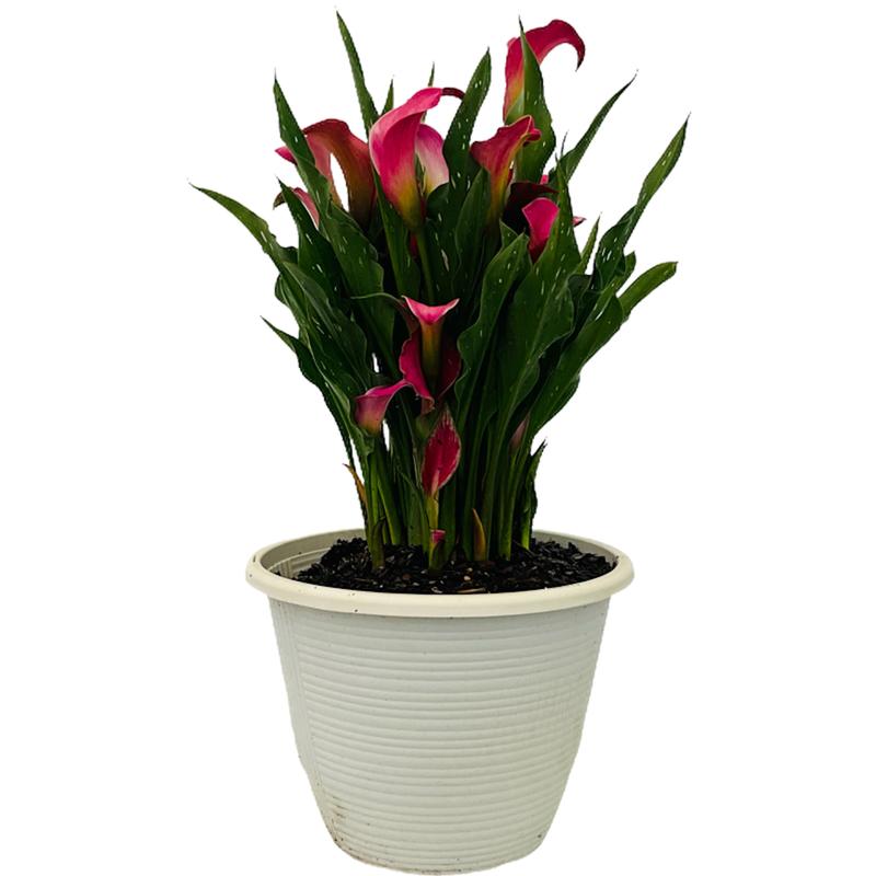Lily Calla Lily Calla Toronto Pink From American Farms