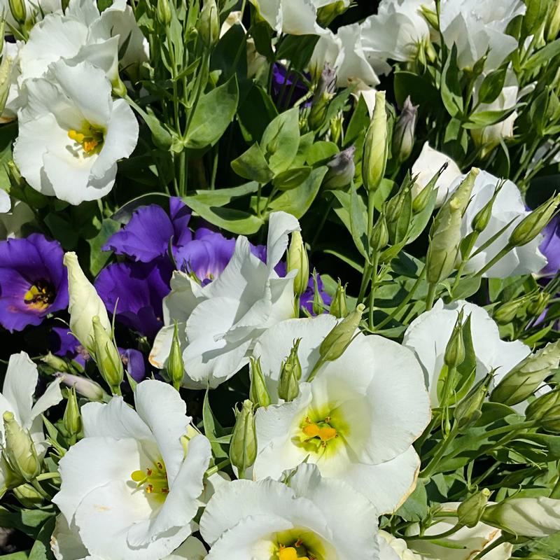 Lisianthus Lisianthus Sapphire Blue+White from American Farms