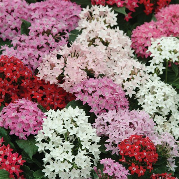Pentas Pentas Butterfly Mix from American Farms