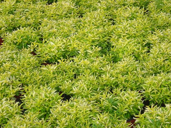 Joseph&rsquo;s Coat Alternanthera Dentata True Yellow from American Farms