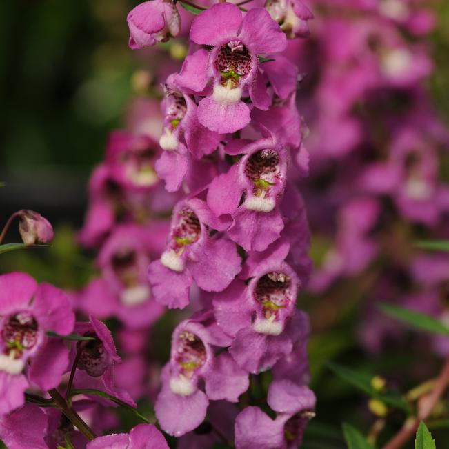 Summer Snapdragon Angelonia Angustifolia Serenita Raspberry from