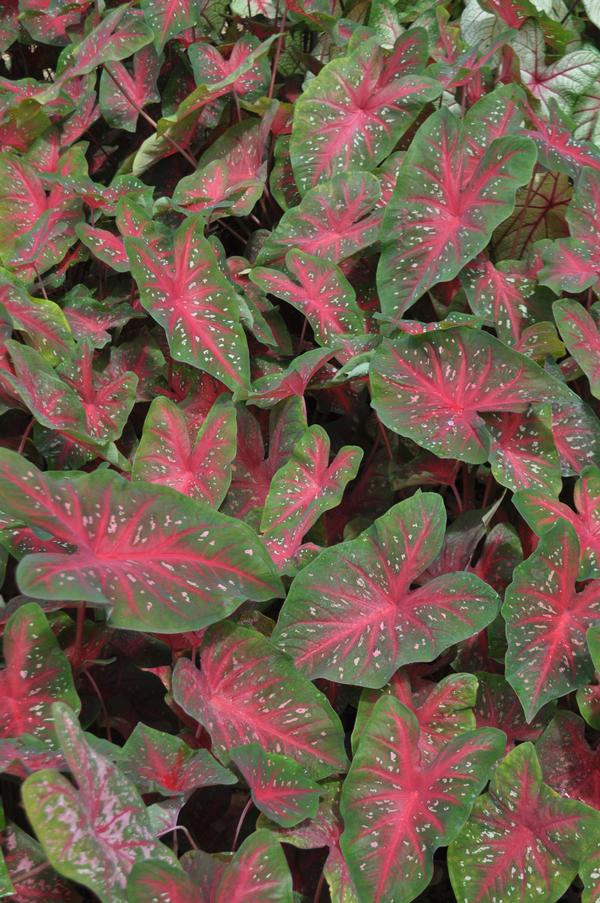 Caladium Caladium X Hortulanum Red Flash from American Farms