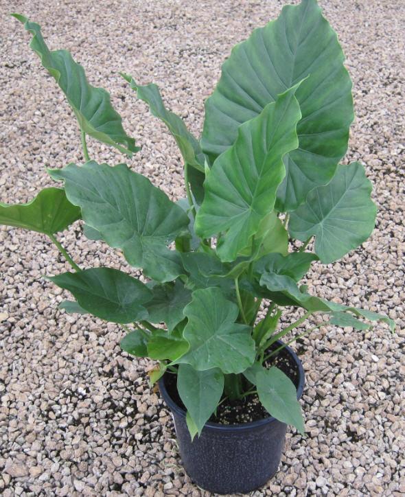 Upright Elephant Ears Alocasia Odora from American Farms
