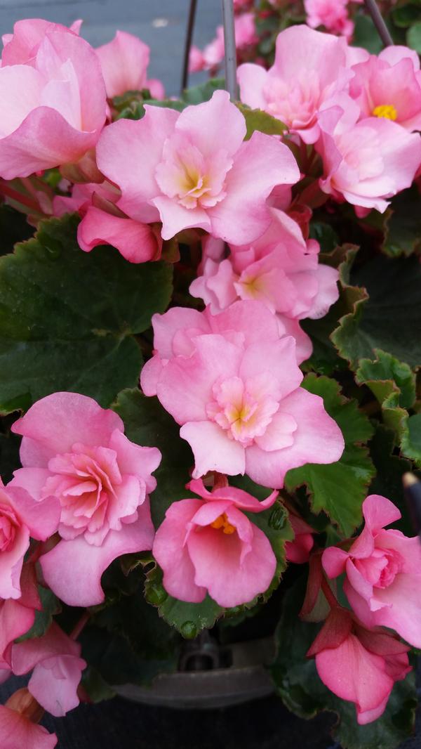 Begonia Rieger Begonia Rieger Glory Pink from American Farms