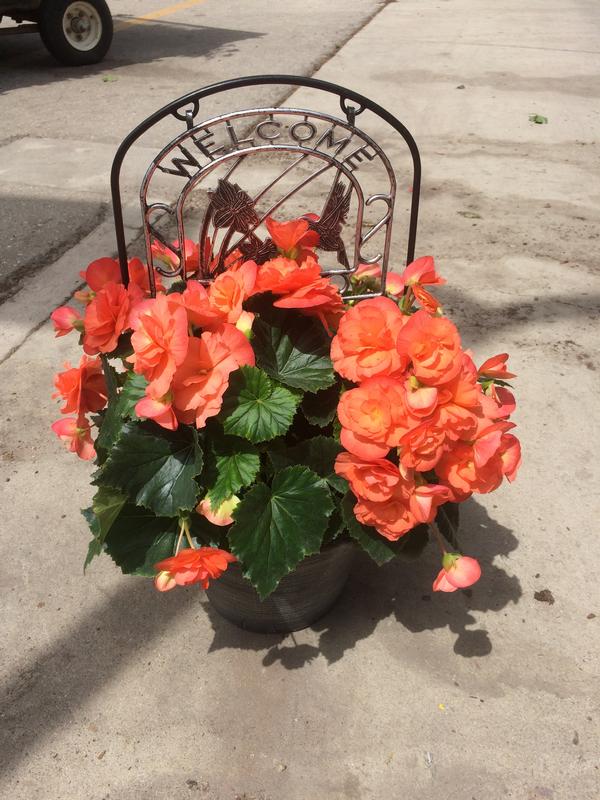 Begonia Begonia X Hybrid Solenia Apricot From American Farms