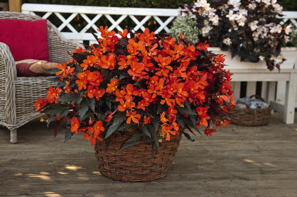Begonia Rieger Begonia Reiger Unstoppable Upright Fire From American Farms