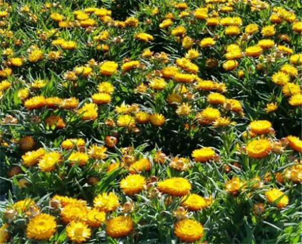 Strawflower Bracteantha Cottage Yellow from American Farms