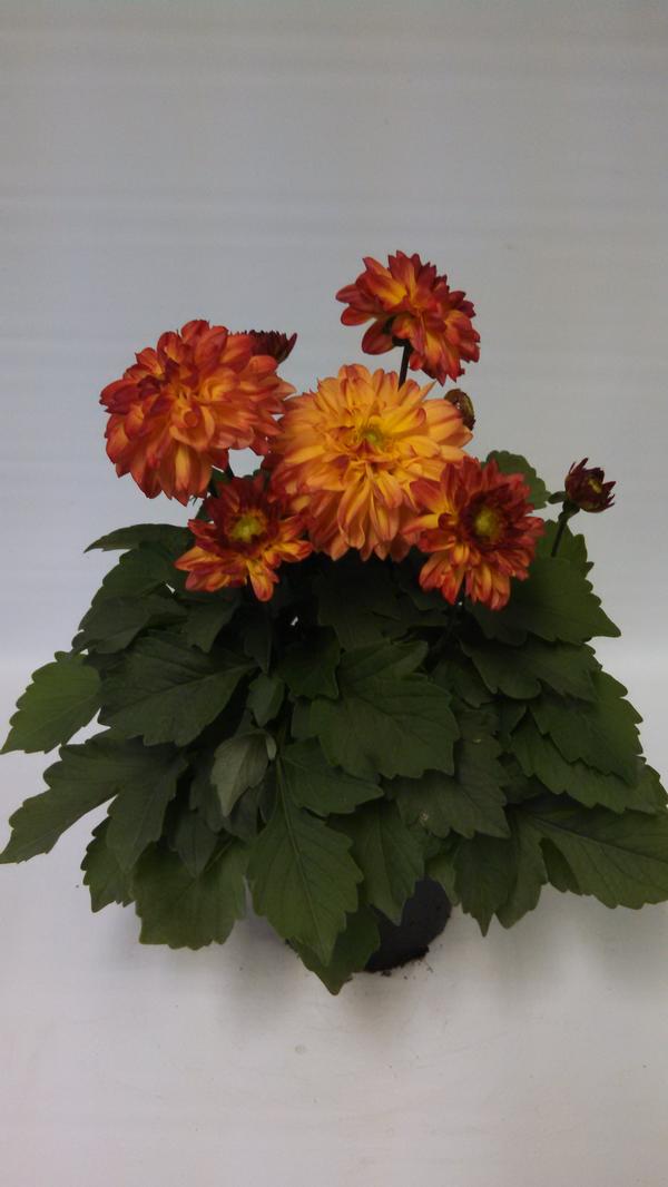 Dahlia Dahlia X Hybrida Hypnotica Tequila Sunrise from American Farms