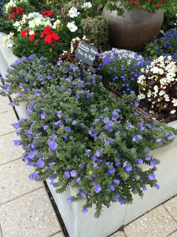 Blue Daze Evolvulus Blue My Mind from American Farms