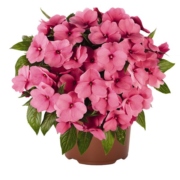 New Guinea Impatiens Impatiens New Guinea X Hawkeri Petticoat Pink