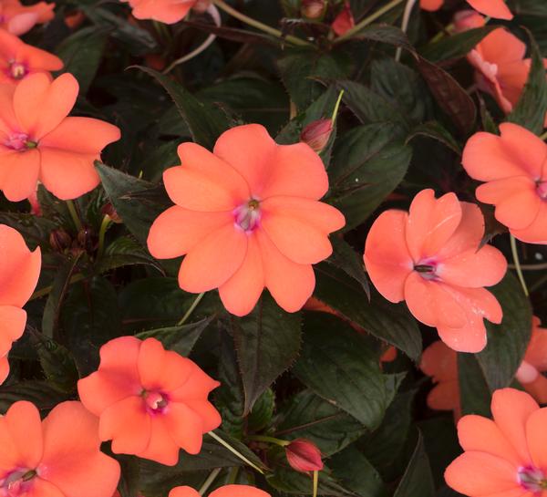 Sunstanding Impatiens Impatiens Sunstanding X Hawkeri Salmon (Light
