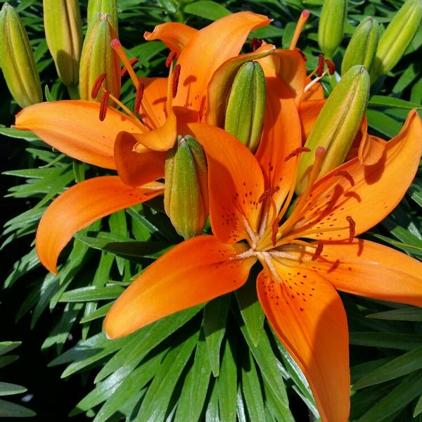 Asiatic Lily Lily Asiatic (Lilium) Tiny Invader Orange from American Farms