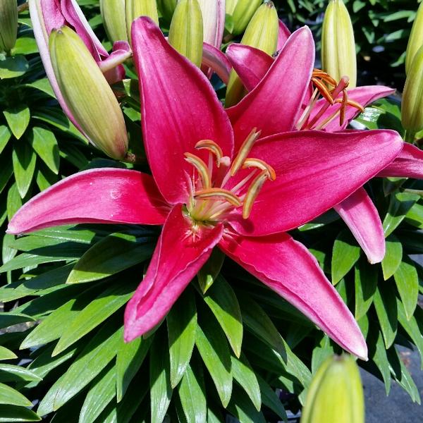 Asiatic Lily Lily - Asiatic (Lilium) Tiny Pearl Pink from American Farms
