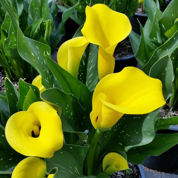Calla Lily Lily Calla (Zantedeschia) Sun Club Yellow from American Farms