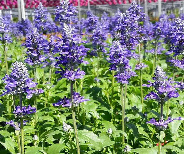 Salvia Salvia Farinacea Sallyfun Blue Emotion from American Farms