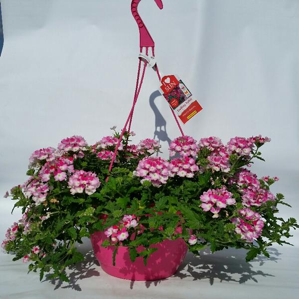 Verbena Trailing Verbena Wicked Hot Pink from American Farms