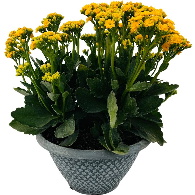 Kalanchoe Kalanchoe Jamaica (Double Yellow) from American Farms
