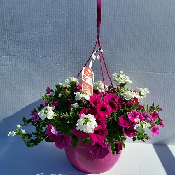 Calibrachoa, Petunia & Verbena Combination Garden Combination Confetti