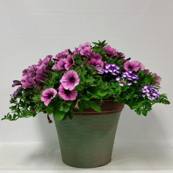 Calibrachoa, Petunia & Verbena Combination Garden Combination Confetti