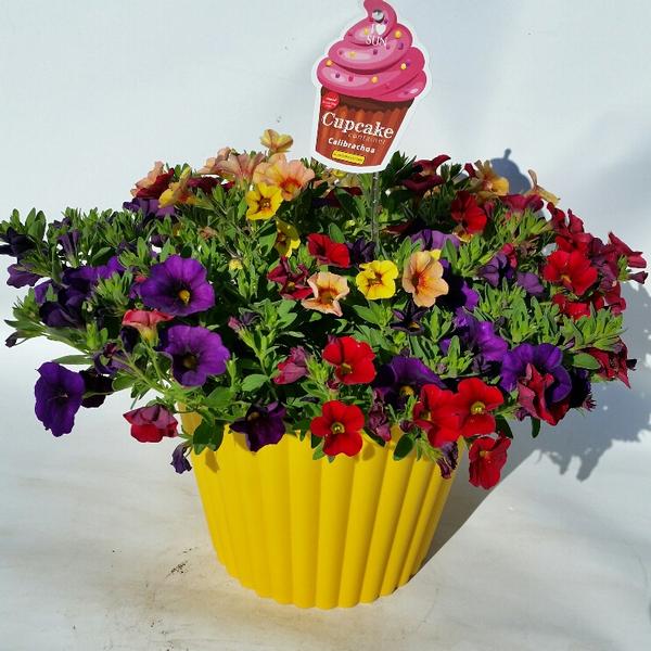 Calibrachoa Combination Garden Combination Confetti Garden 'Hawaii Hilo