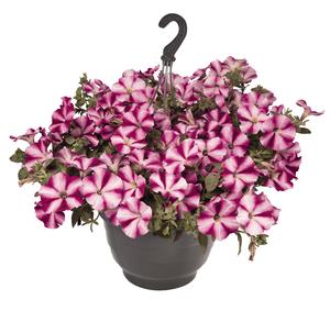 petunia burgundy surprise premium star farms american