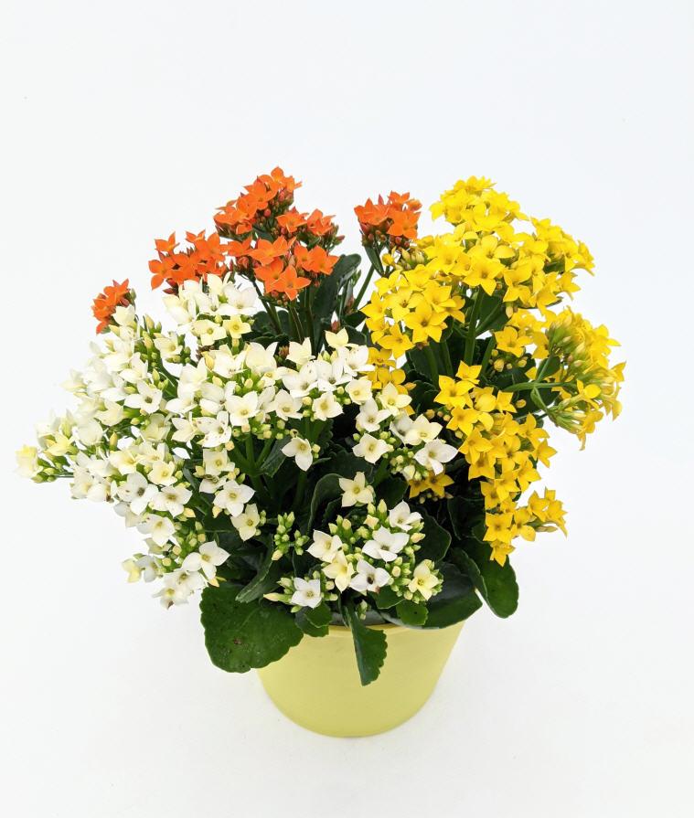 Kalanchoe Kalanchoe Trio Orange +White +Yellow