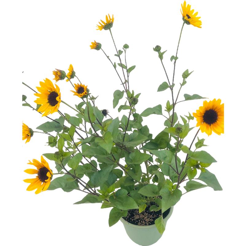 Sunflower Sunflower Sunbelievable Brown Eye from American Farms