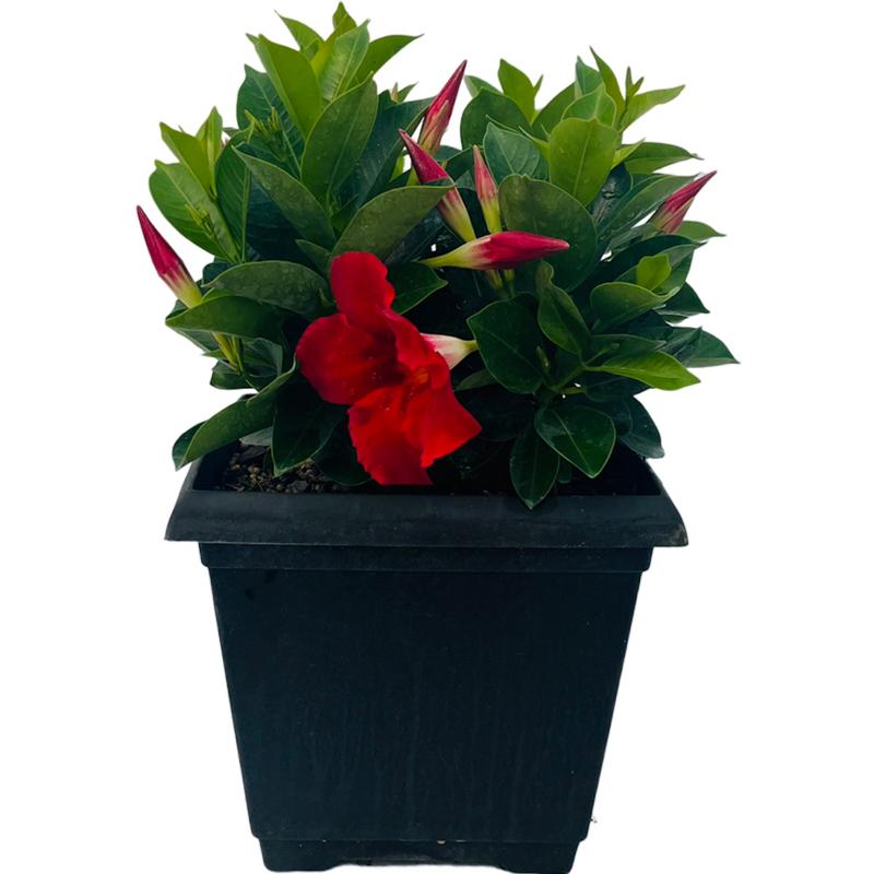 Dipladenia Dipladenia Bella Scarlet from American Farms