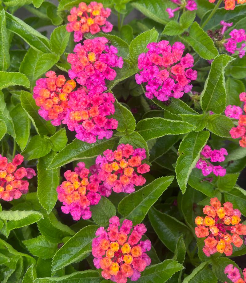 Lantana Lantana Bandolero Cherry Sunrise from American Farms