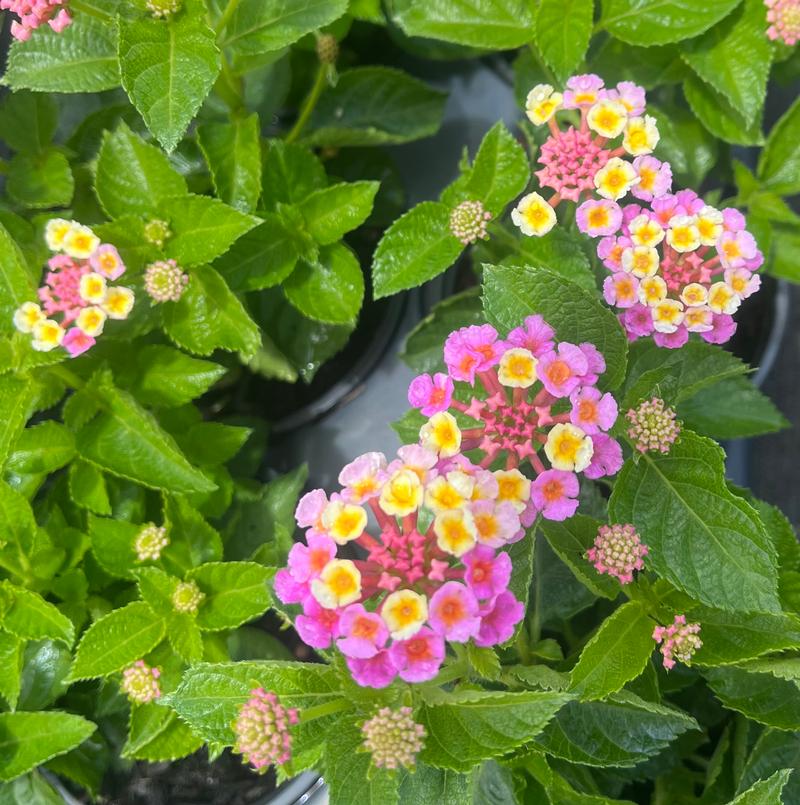 Lantana Lantana Bandolero Pink from American Farms