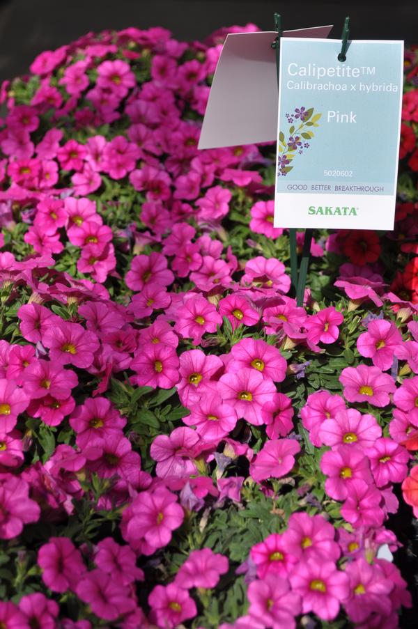 Million bells calibrachoa x hybrid calipetite pink from american farms