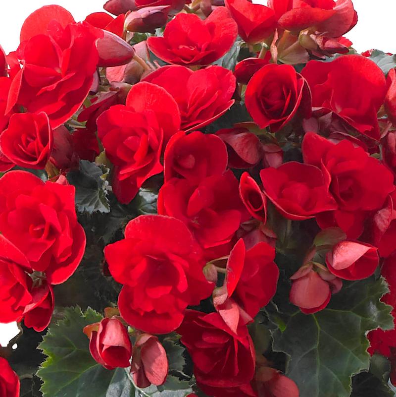 Begonia Rieger Begonia Rieger Vermillion Red from American Farms