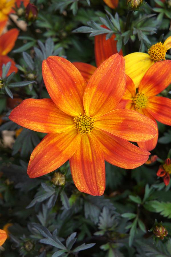 Bidens Bidens Bee Alive from American Farms