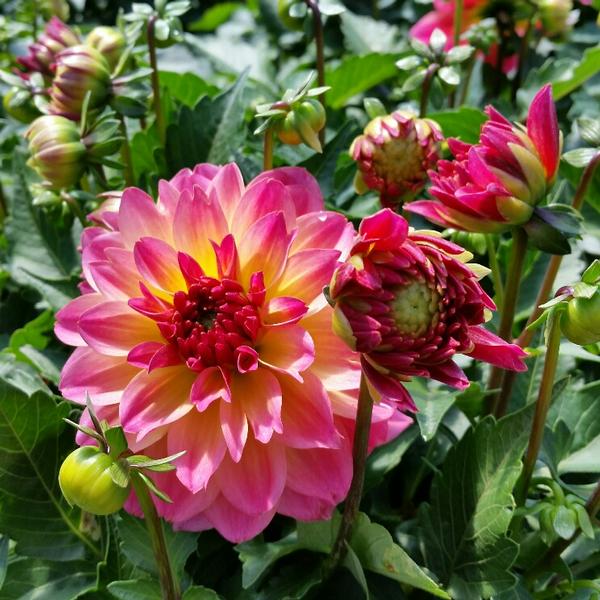 Dahlia Dahlia X Hybrida Hypnotica Rose Bicolor from American Farms