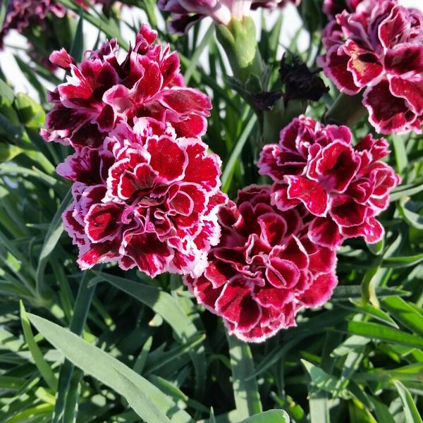 Dianthus Dianthus Odessa Pierrot from American Farms