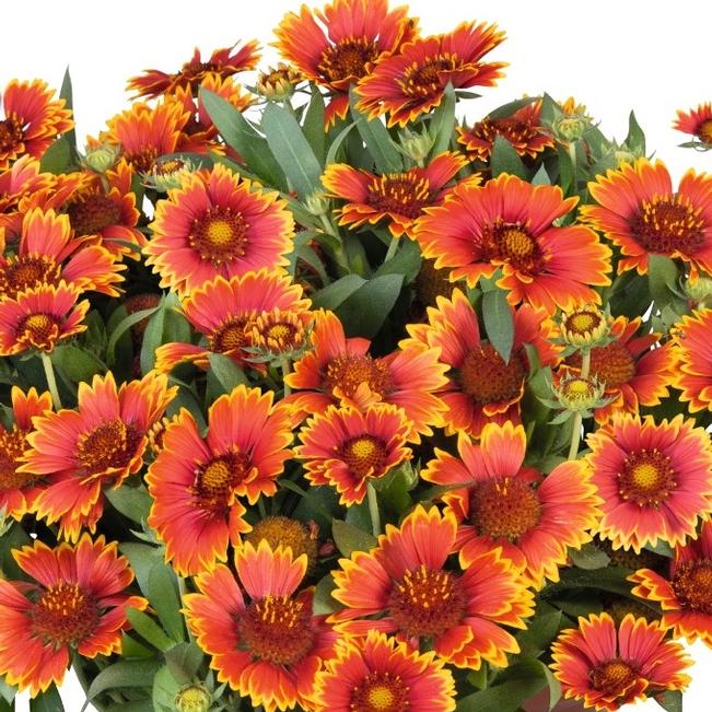 Gaillardia Gaillardia Spintop Orange Halo from American Farms