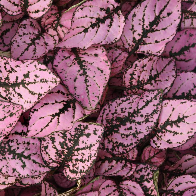 Polka Dot Plant Hypoestes Splash Select Pink from American Farms