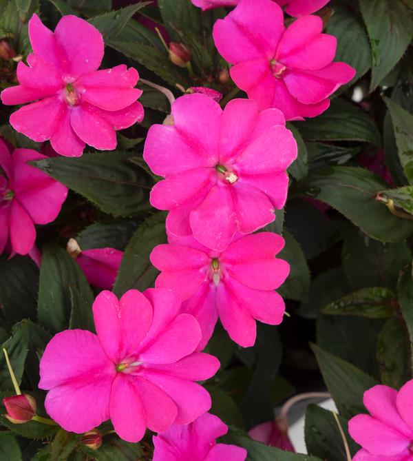 Sunstanding Impatiens Impatiens Sunstanding X Hawkeri Hot Pink (Lilac
