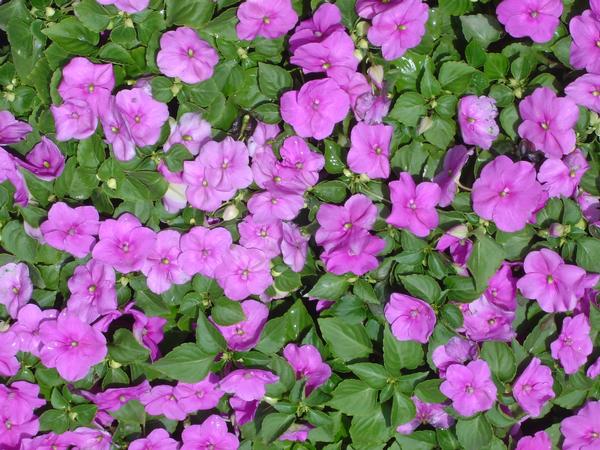 Impatiens Impatiens Accent Lilac from American Farms