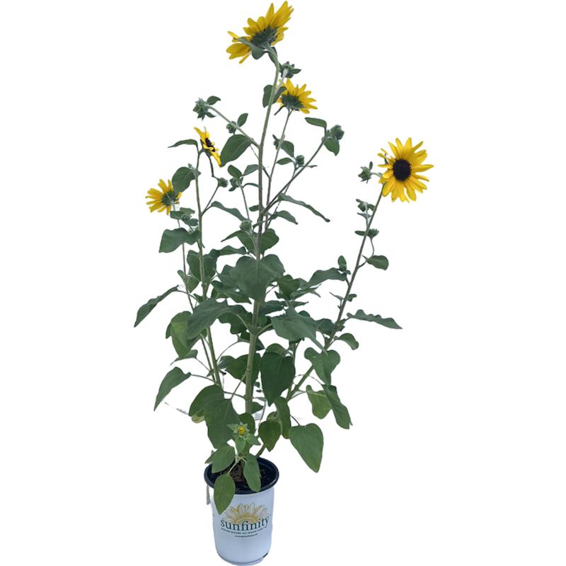 Sunflower Sunflower Sunfinity Yellow Dark Center from American Farms