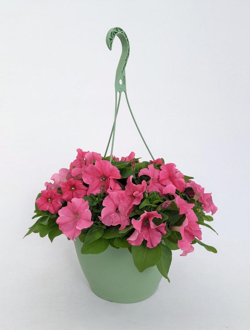 Petunia petunia pretty grand coral from american farms