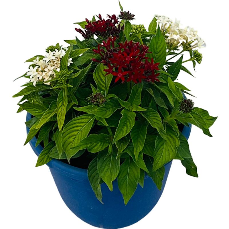 Pentas Pentas Bee Bright Red+White from American Farms