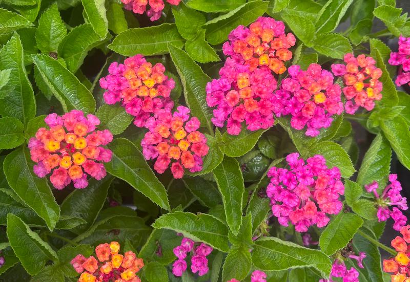 Lantana Lantana Bandolero Cherry Sunrise from American Farms