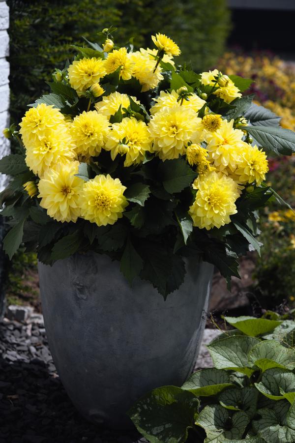 Dahlia Dahlia X Hybrida Hypnotica Yellow from American Farms